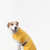 Mittelgroßer Regenumhang für Hunde